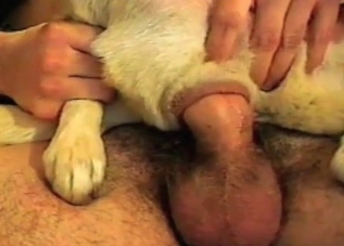 Anal fucking with a tiny dog that loves sex
