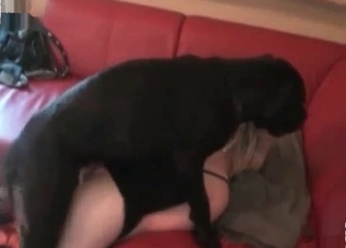 Naughty dogs enjoying ruthless sex on cam
